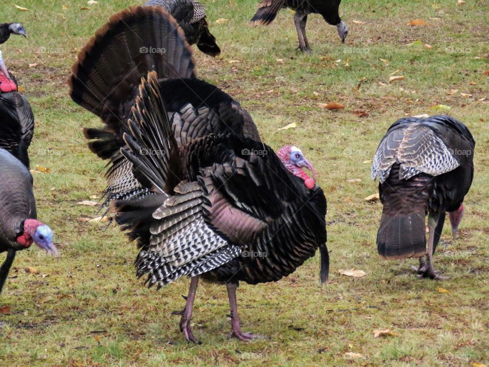 Wild turkeys in their natural habitat 