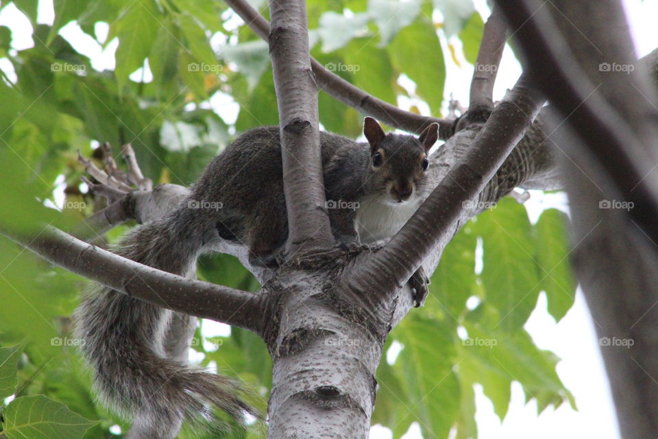 Gray squirrel looking down from maple tree