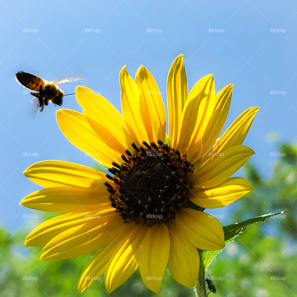 A western honeybee flying to a bright North American common sunflower on a clear bright sunny summer day.