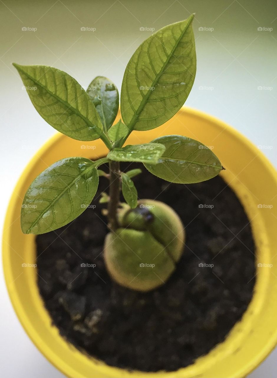 Avocado growing 