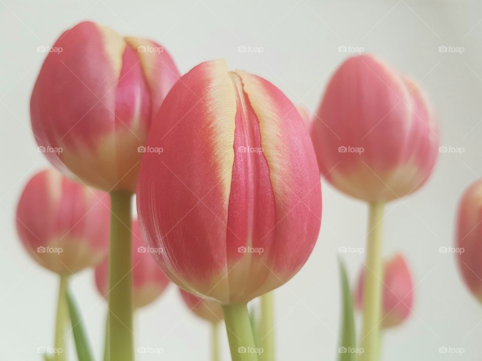 Stunning pink and yellow tulips.