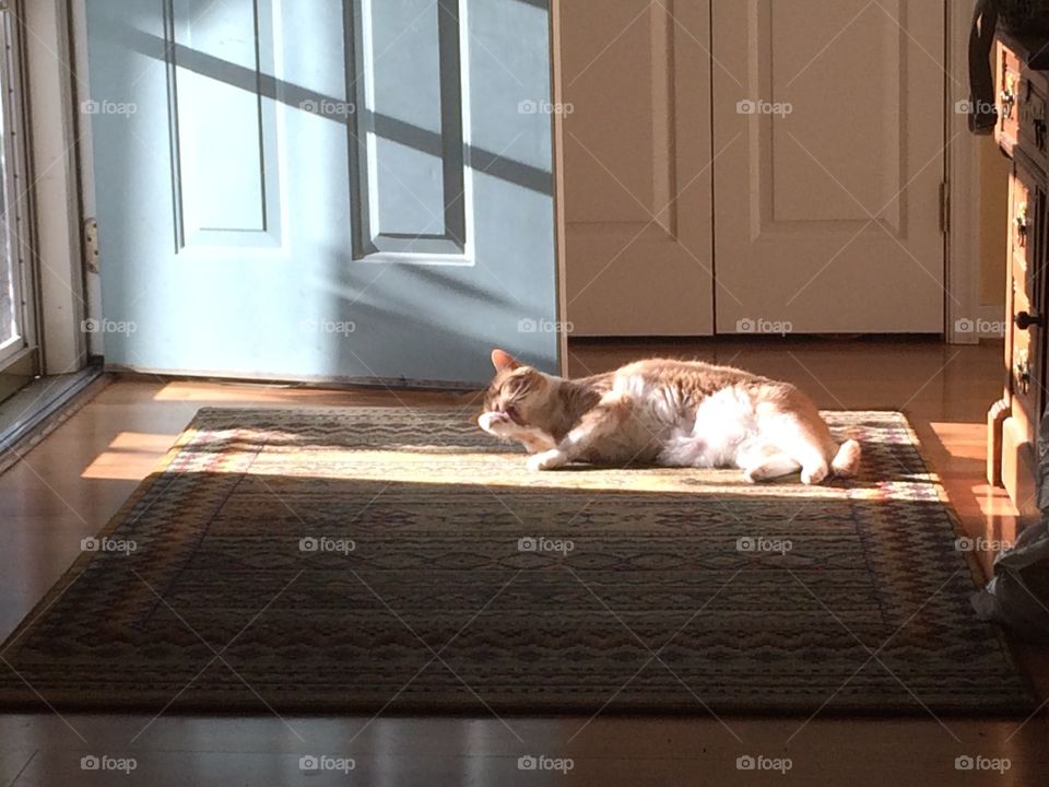 Beautiful cat sunbathing and licking its paw, eyes shut in the sun; sunbathing