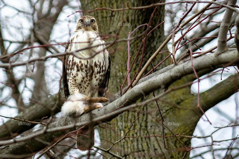 Red tail hawk holding a rabbit in its talons while watching its surroundings. 