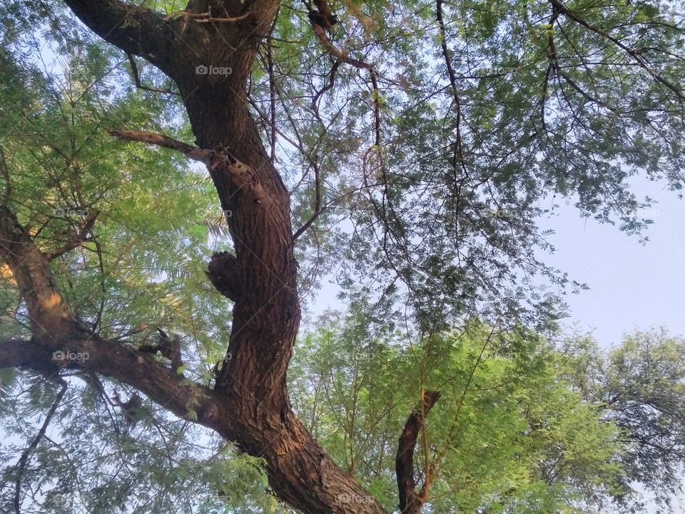 a beautiful ocasias tree who making beautiful nature.