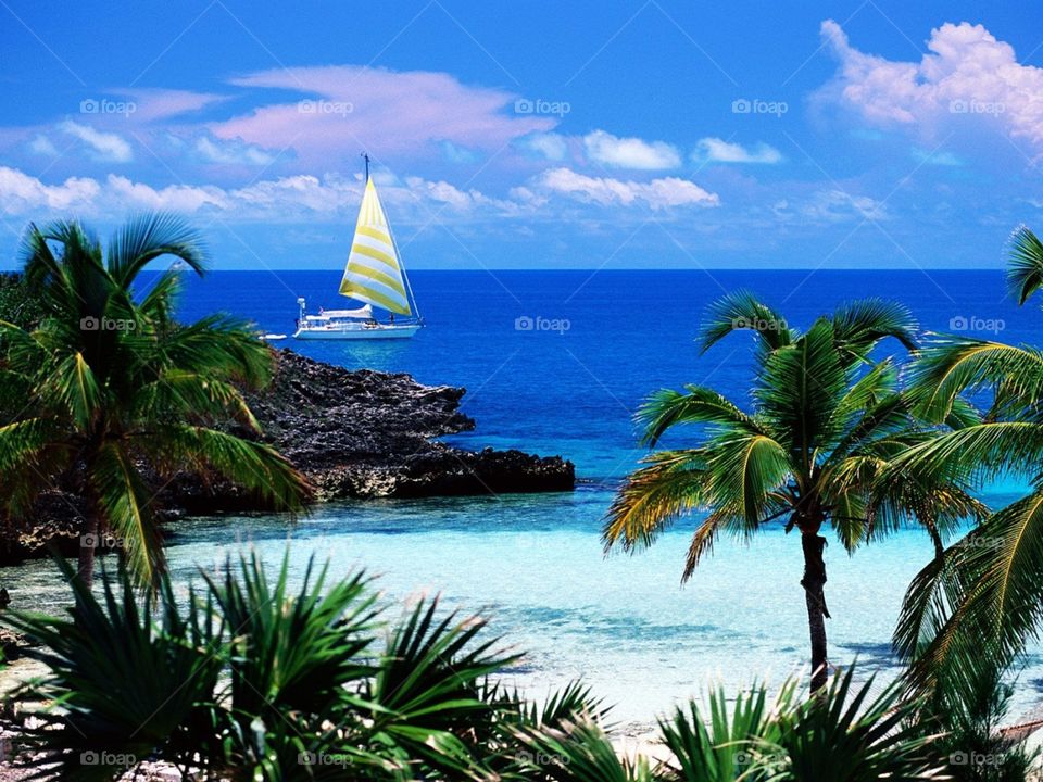 Tropical, Travel, Palm, Beach, Seashore