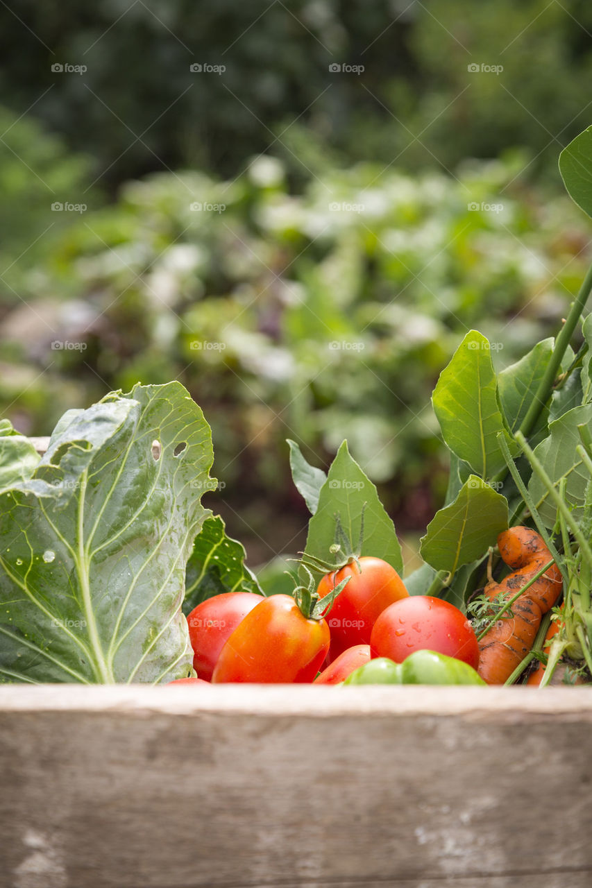 Organic vegetables from garden