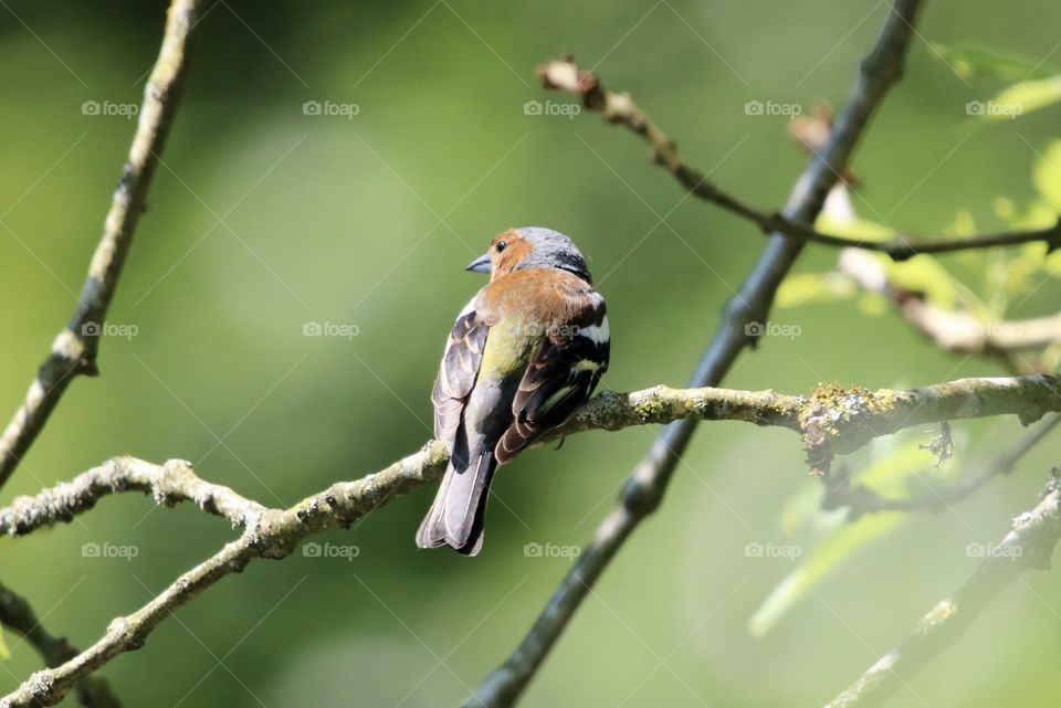 Chaffinch