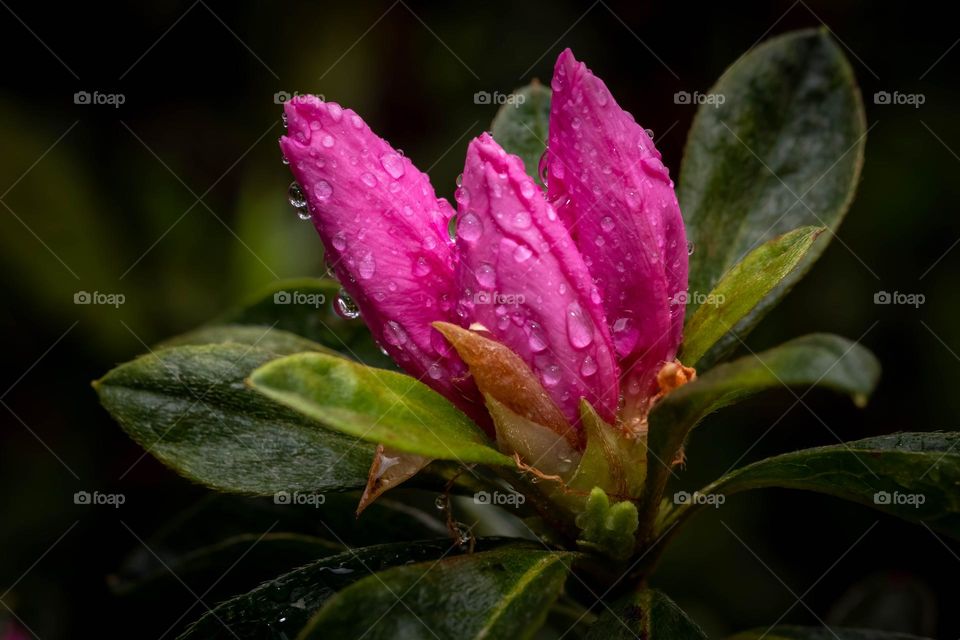 A vividly pink cluster of Azalea blooms is drenched in fresh raindrops. 