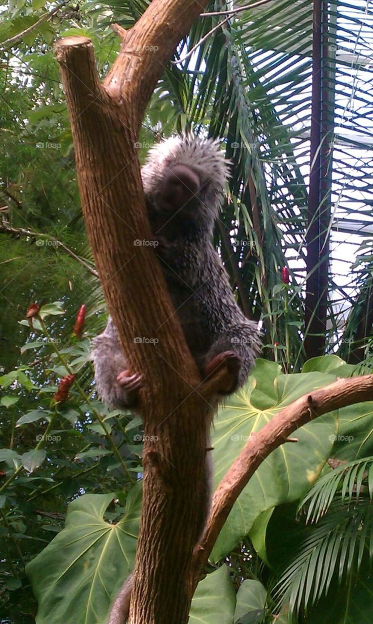 Porcupine