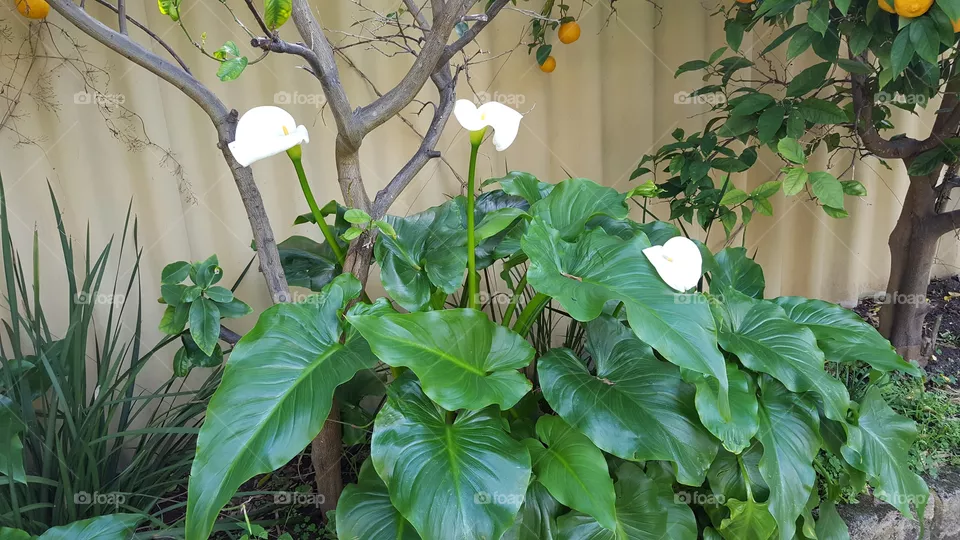 lillies