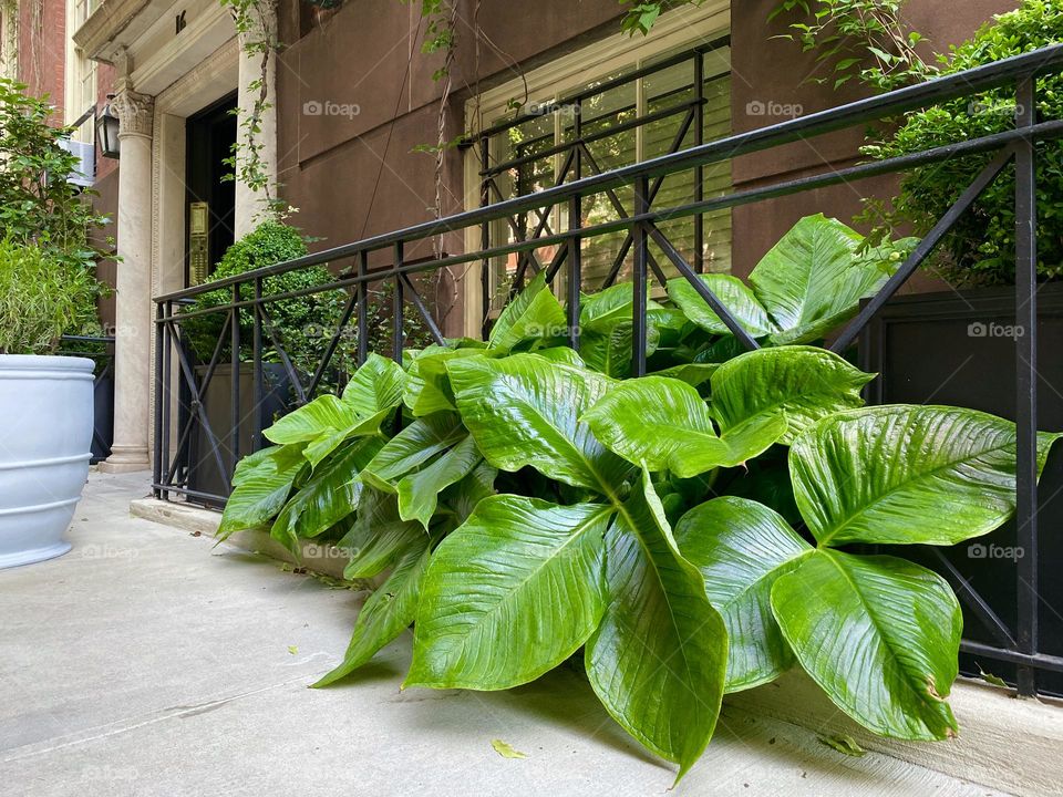 Gorgeous leaves of jack-in-the-pulpit outside the apartment Manhattan New York. 