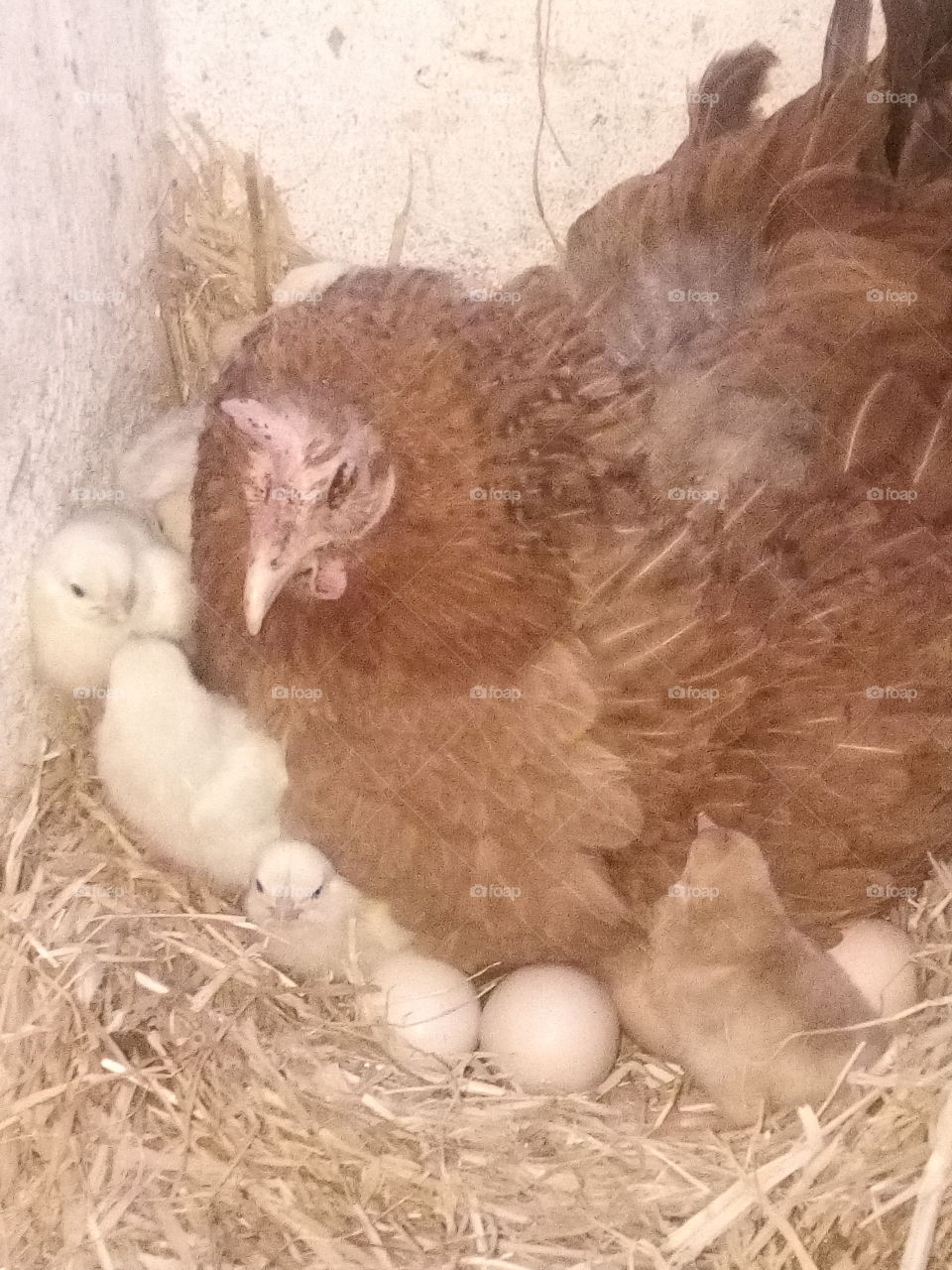 Finally the eggs hatch and the chicks come out