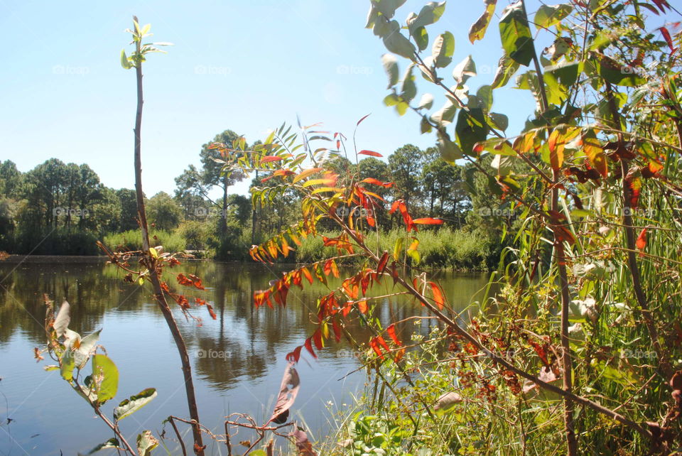 Fall leaves by the water in Destin, Fl