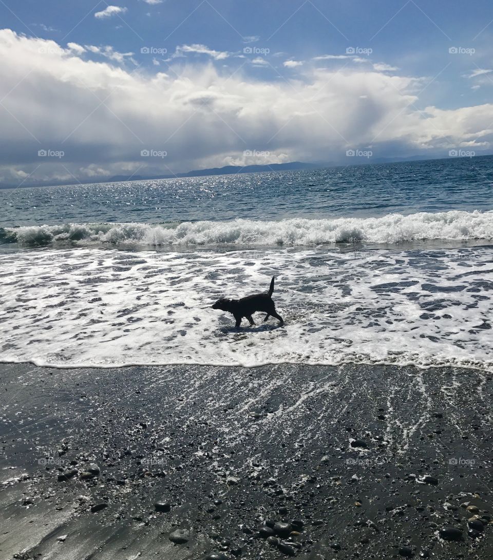 Labrador retriever dog on the seashore - ocean waves play 