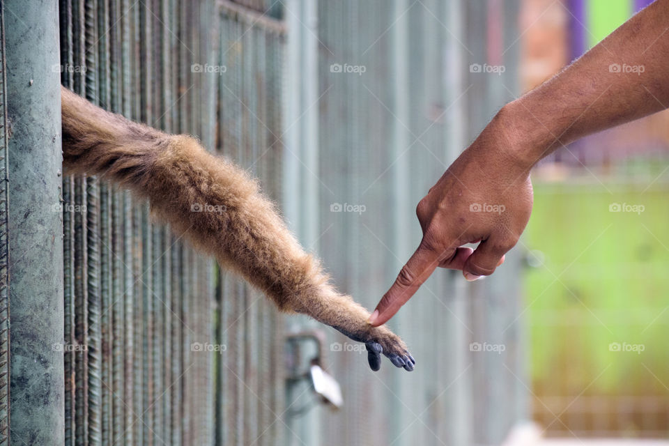 Ilustration Animal and human