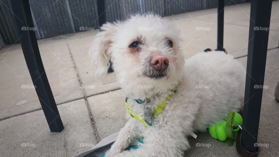 dog hanging out on a local patio on a  sunny spring day