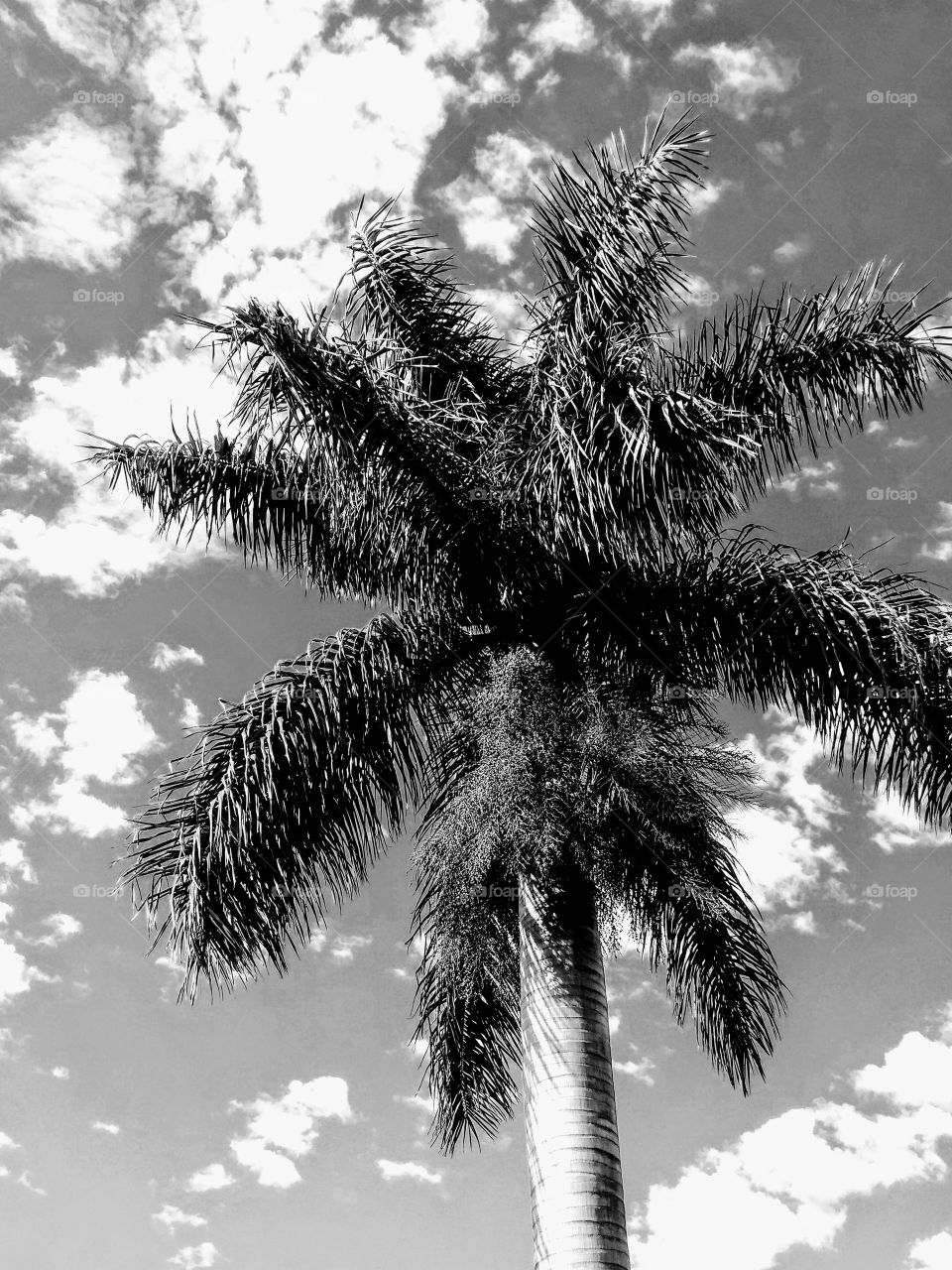 Tree, Palm, No Person, Coconut, Tropical