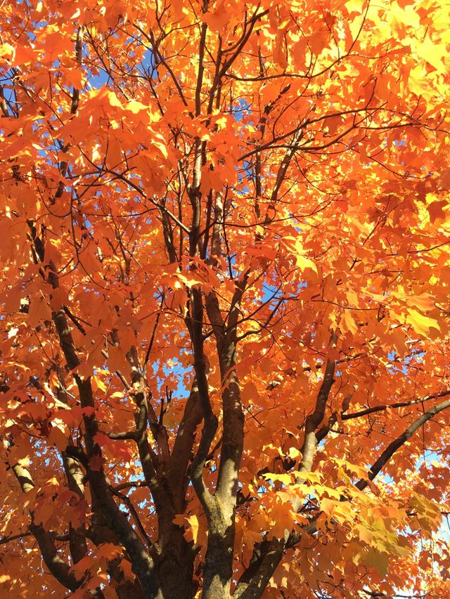 Autumn 