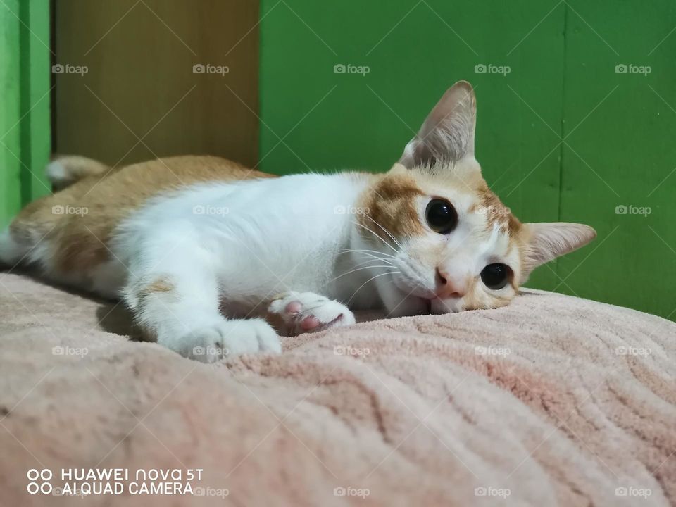 My little orange cat sleeps