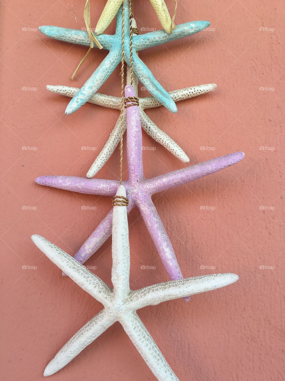 Starfish  hanging on the wall