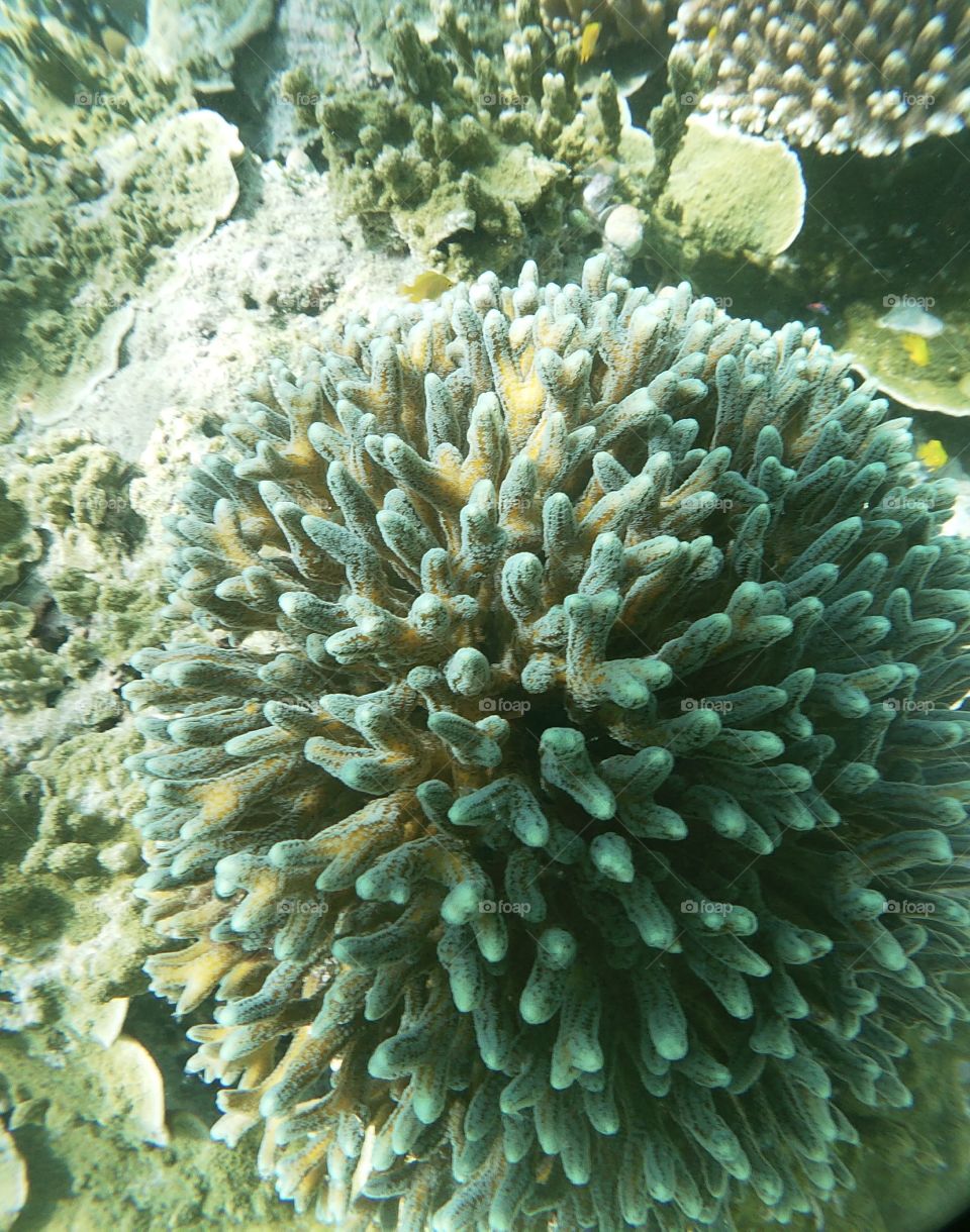 Coral Reef, Raja Ampat