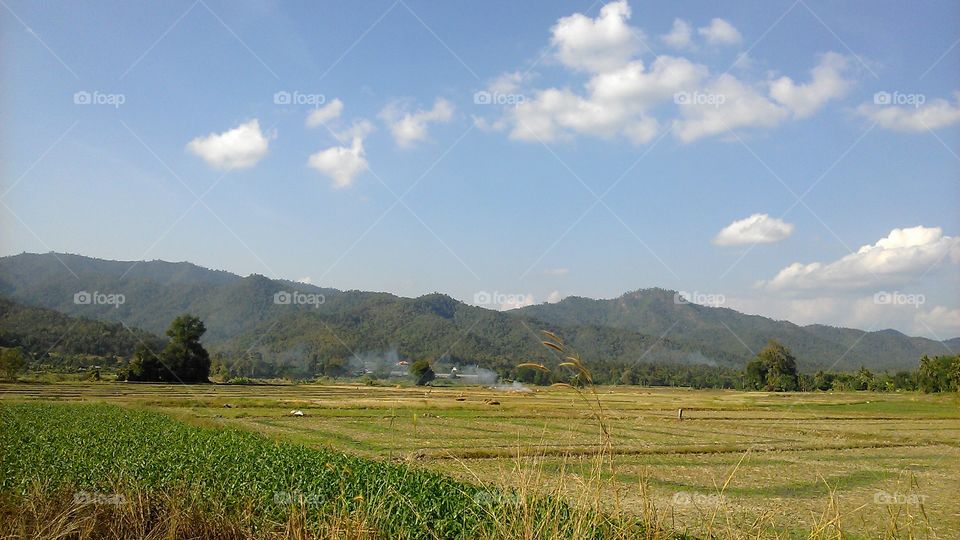 rice field at Lanolin thailand