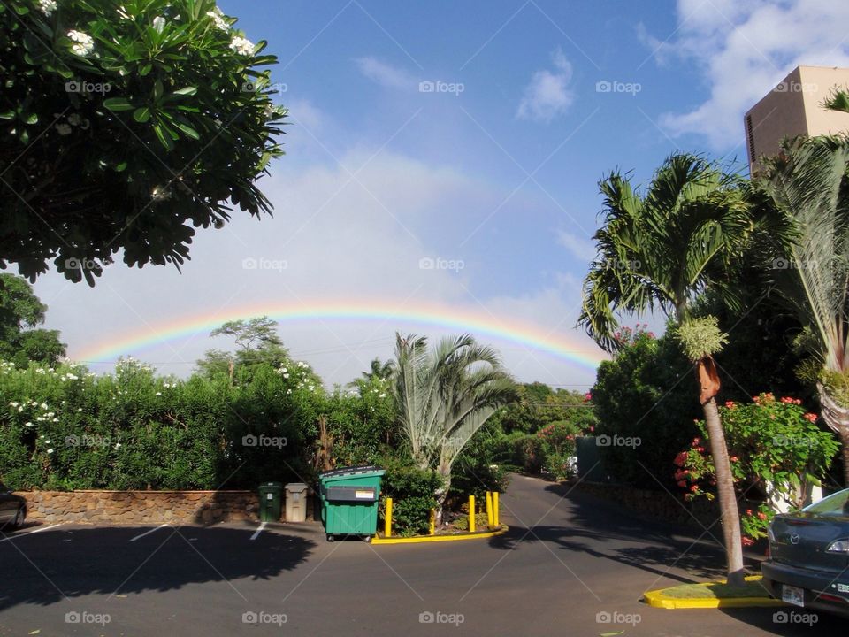 Maui rainbow