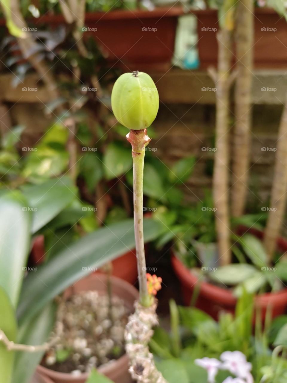 Jatropha podagrica Hook.