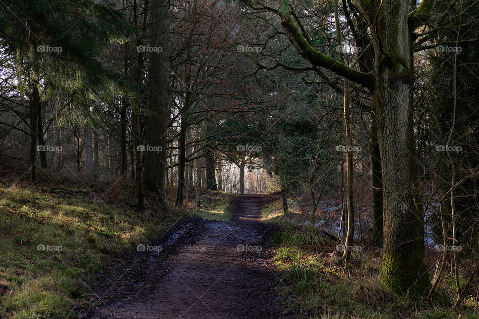 Another path leading to another part of the woods. Freezing cold but worth it.