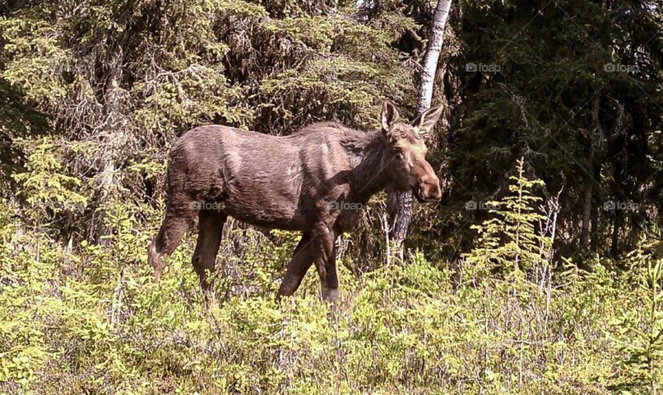 Alaska Moose. Alaska