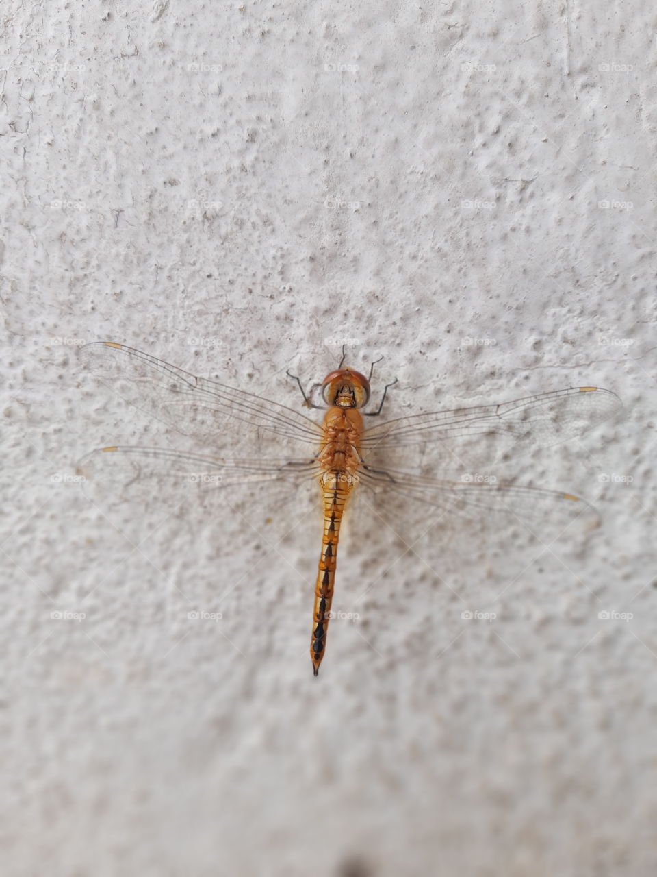 dragonfly is an insect belonging to the order odonata, infraorder Anisoptera.