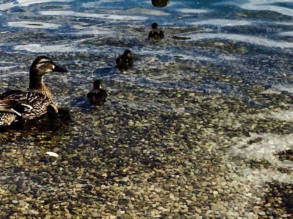 Baby duckies 