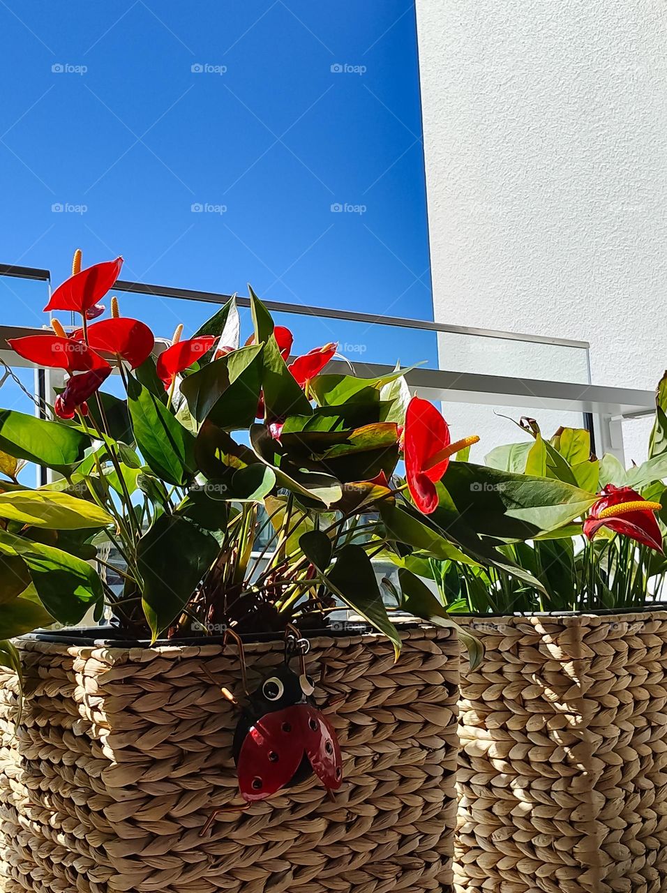 Red Arthurium plant growing in wicker planter box on sunny balcony