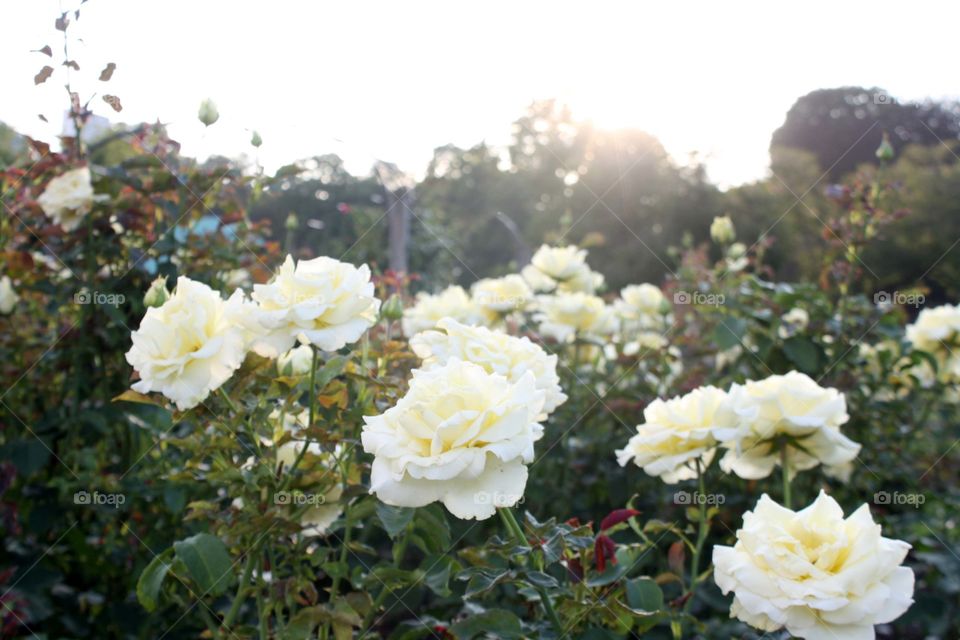 White roses