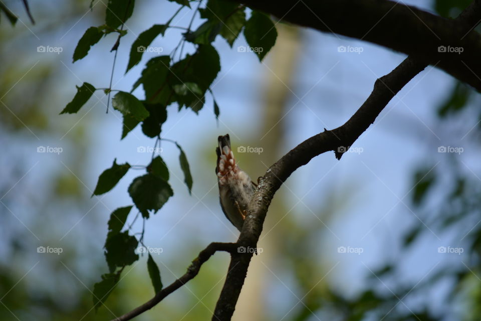 Tree, Bird, No Person, Nature, Outdoors