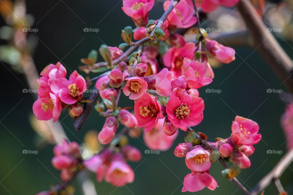 Red blooming bush