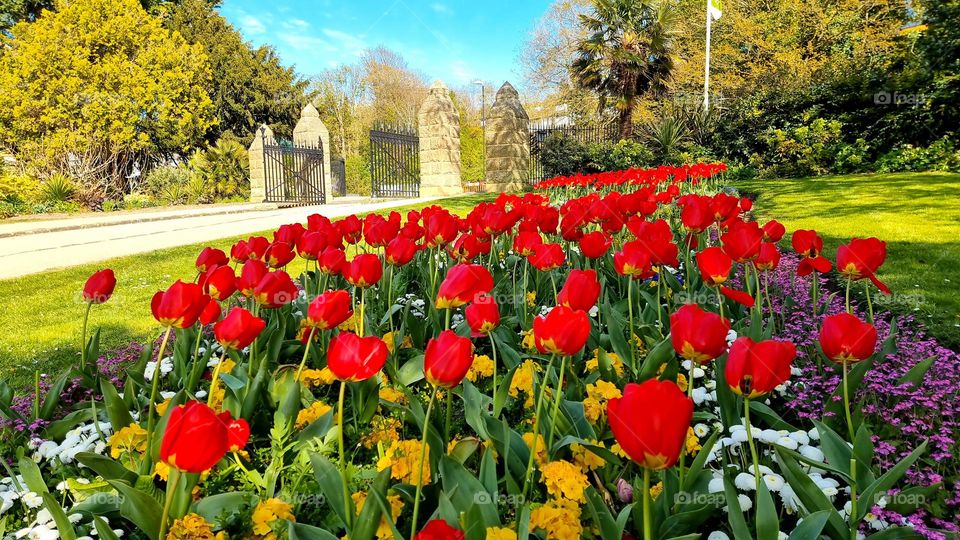 Flowers bed