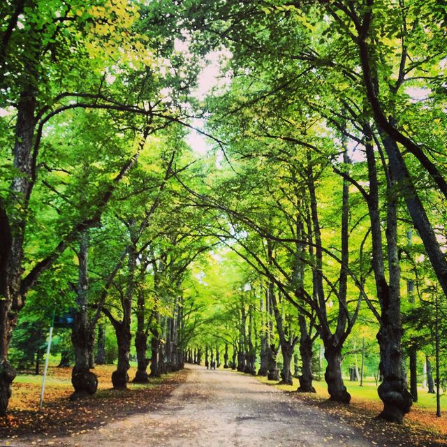 Forest road in the fairy forest. Forest road in the autumn forest
