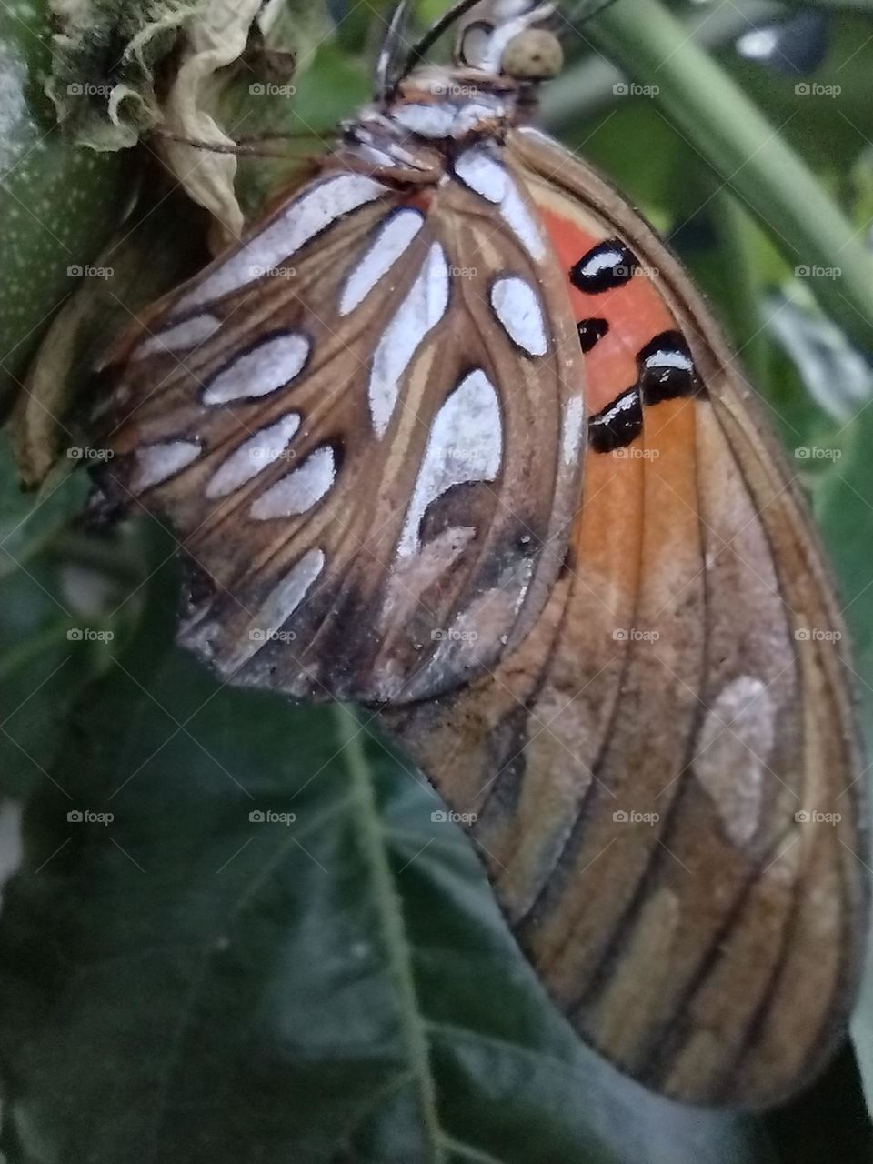 Borboleta Laranja