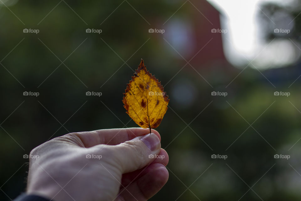 A portrait of a hand holding a yellow fall colored leaf in the beginning of fall.