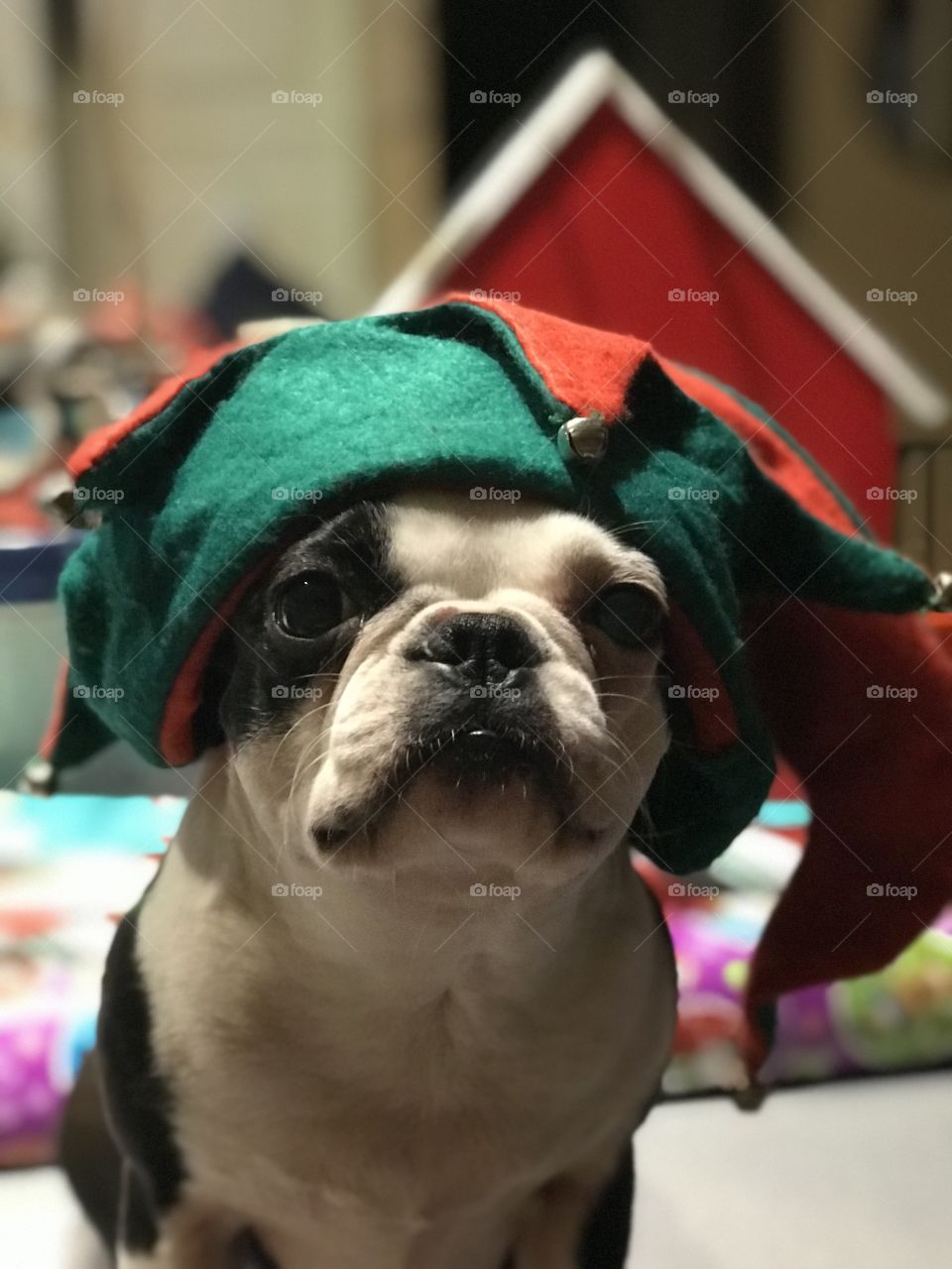 My Boston Terrier pup donned a festive hat & helped wrap presents. I think she expected there was something in the presents for her! π