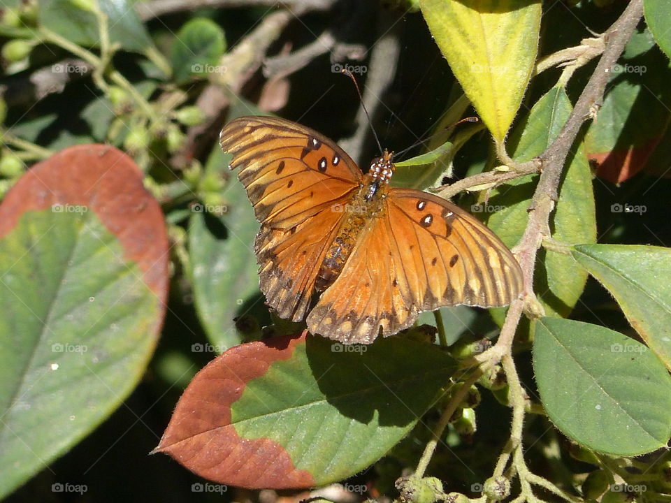 Orange butterfly on leaves