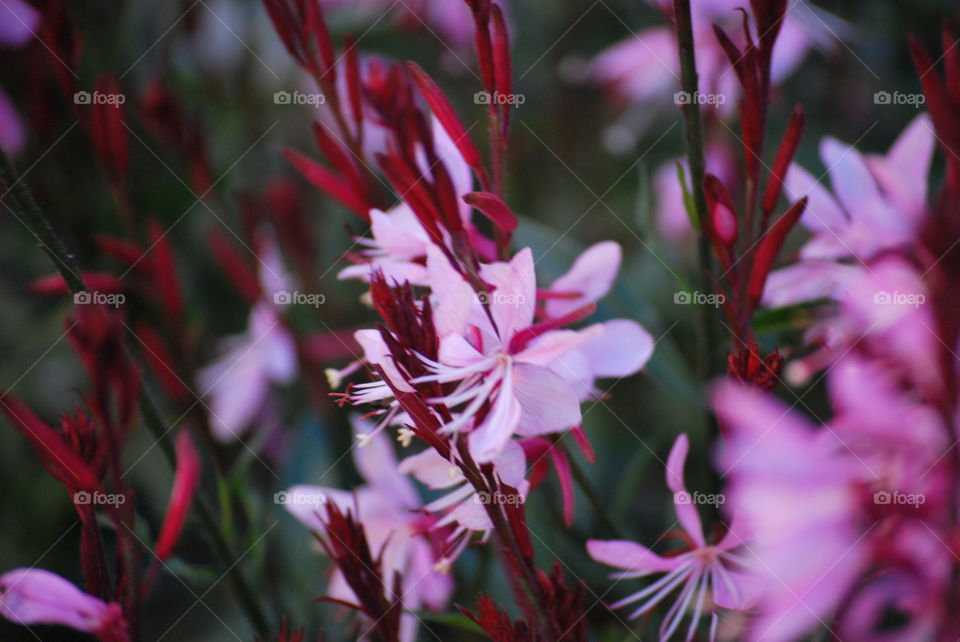 garden flowers