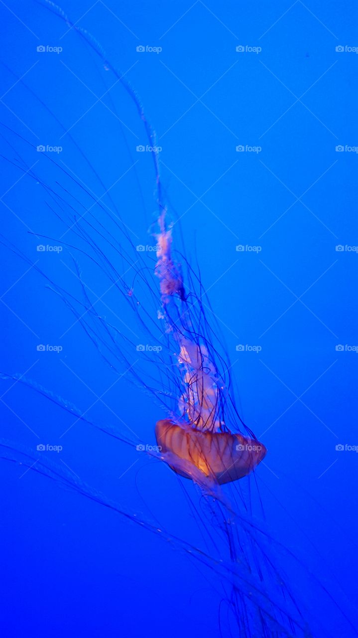 jellyfish