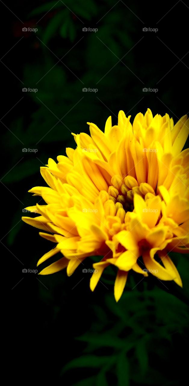 naturelove, beautiful flower, yellow love, green love