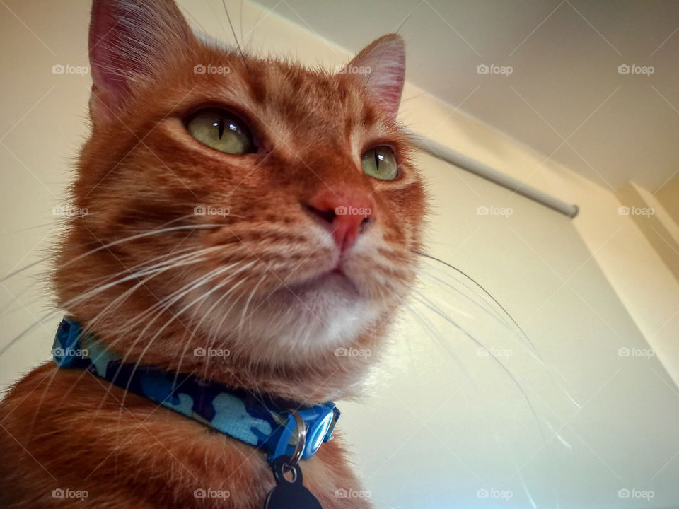 Ginger cat looking at something in front of it. Thoughtful cat.