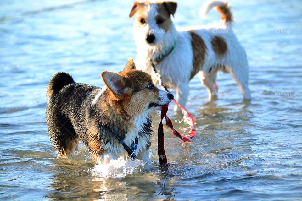 Dogs playing in the water