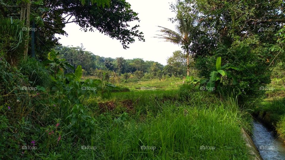 The view of the verdant plantation and surrounded by forest