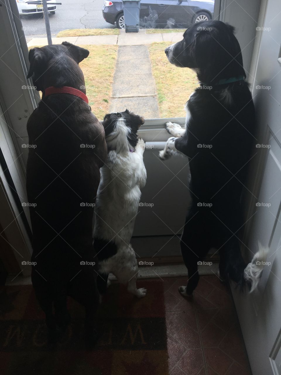 australlian shepard britney spaniel, pit bull labrador, and jack russle beagle mix looking out the window