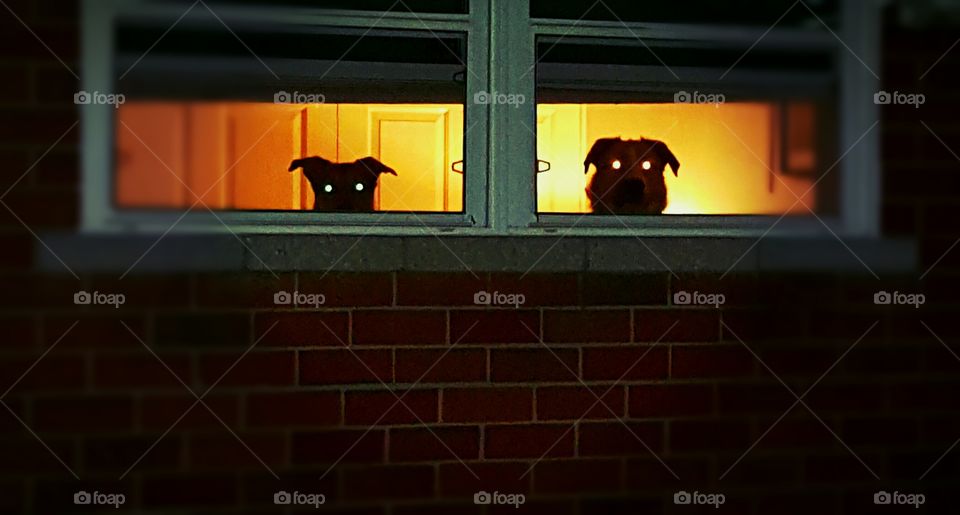 Hilarious photo of my dogs. Their eyes glowing and they are srtaring..... saying we're watching you...